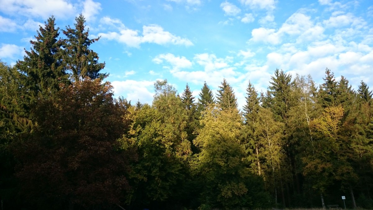 Soonwald_Oktober_20