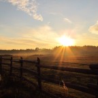 Home on the Range